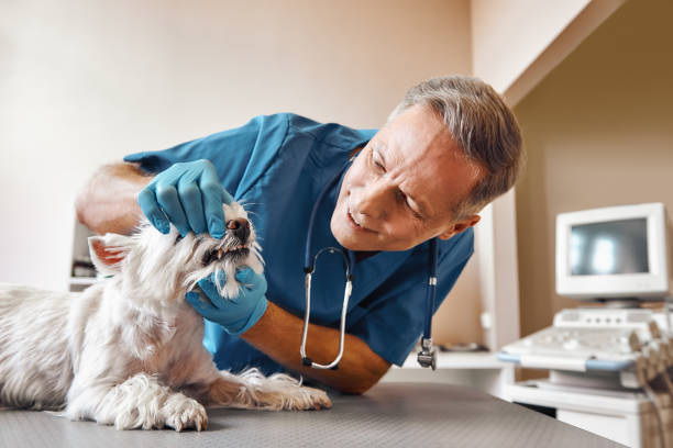 Best Emergency Root Canal Treatment in Manassas Park, VA